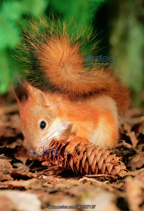 : Red SQUIRREL - eating fir cone : Red SQUIRREL - eating fir cone