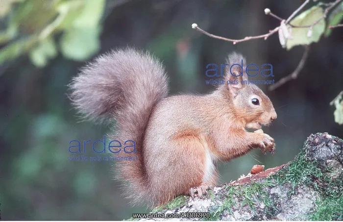 : RED SQUIRREL - eating hazel nut : RED SQUIRREL - eating hazel nut