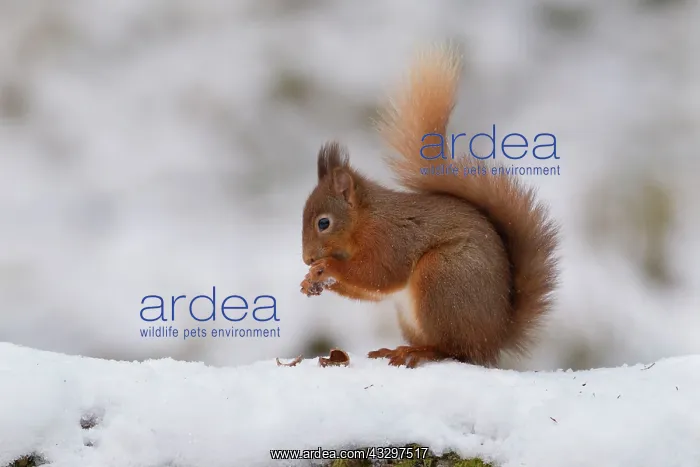 : Red Squirrel - eating hazelnut on snow covered log : Red Squirrel - eating hazelnut on snow covered log