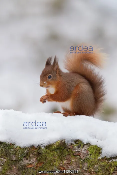 : Red Squirrel - eating hazelnut on snow covered log : Red Squirrel - eating hazelnut on snow covered log