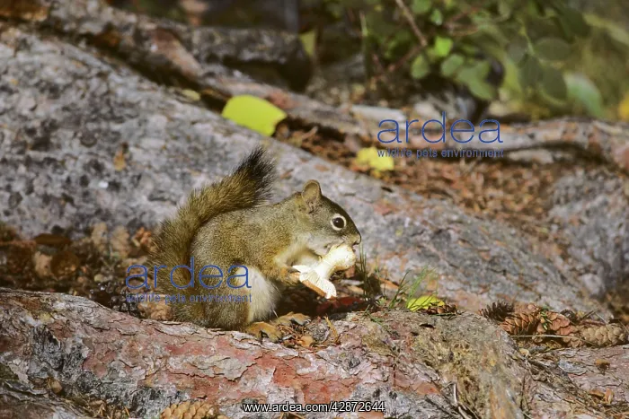 : Red squirrel - eating mushroom : Red squirrel - eating mushroom