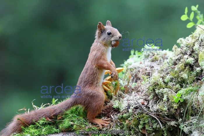 : Red Squirrel - eating nut : Red Squirrel - eating nut