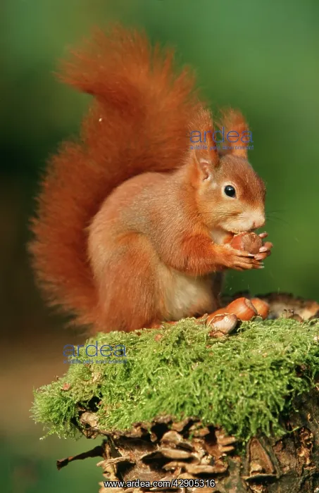 : Red SQUIRREL - eating nut : Red SQUIRREL - eating nut