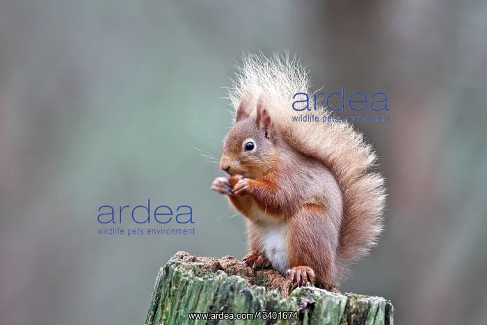 : Red Squirrel - eating nut : Red Squirrel - eating nut