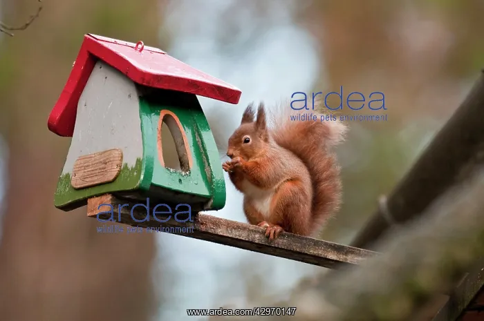 : Red Squirrel - eating nut at house bird feeder : Red Squirrel - eating nut at house bird feeder