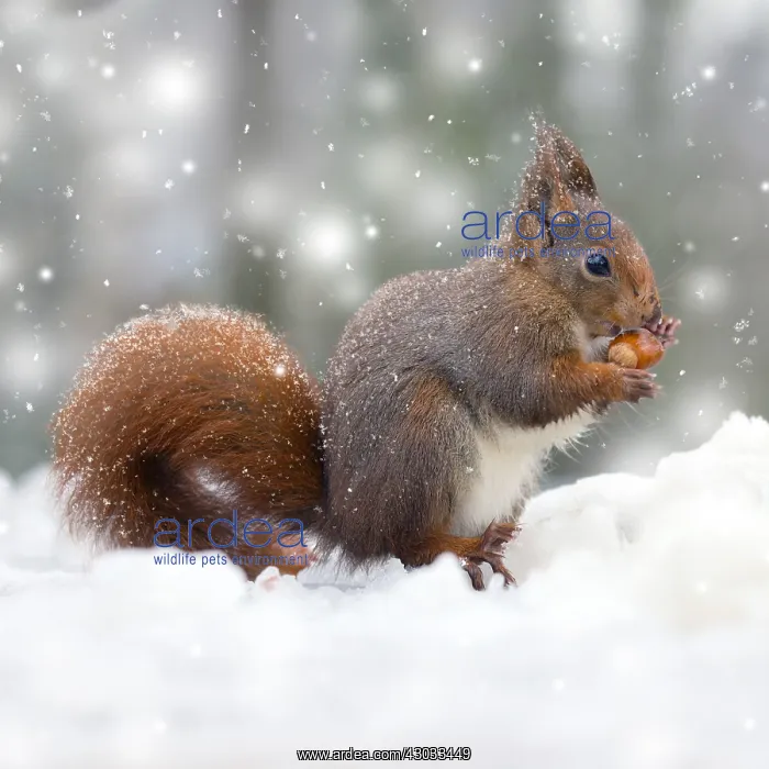 : Red Squirrel, eating nut in snow, UK Digital manipulation : Red Squirrel, eating nut in snow, UK Digital manipulation
