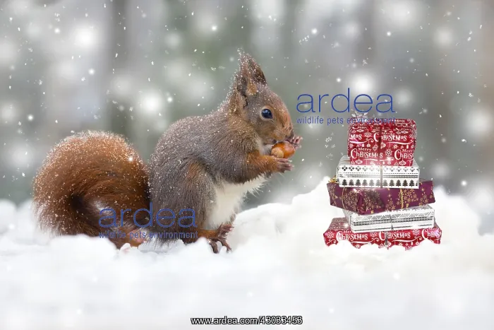 : Red Squirrel, eating nut in snow, UK Digital manipulation : Red Squirrel, eating nut in snow, UK Digital manipulation