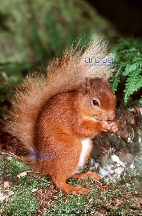 : RED SQUIRREL - eating nuts : RED SQUIRREL - eating nuts