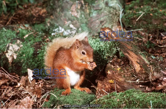 : RED SQUIRREL - eating nuts : RED SQUIRREL - eating nuts