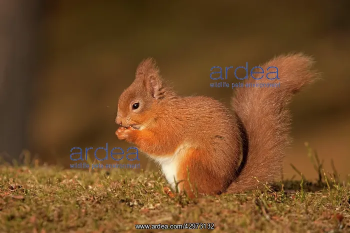 : Red Squirrel - eating nuts on woodland floor in : Red Squirrel - eating nuts on woodland floor in