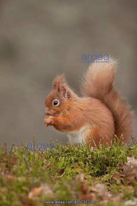 : Red Squirrel - eating nuts on woodland floor - February : Red Squirrel - eating nuts on woodland floor - February