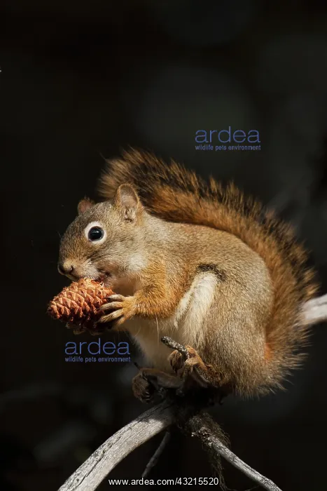  : Red Squirrel Eating Pine Nut