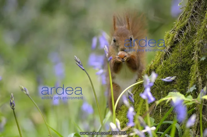 : Red squirrel eating on a stump in the spring France : Red squirrel eating on a stump in the spring France