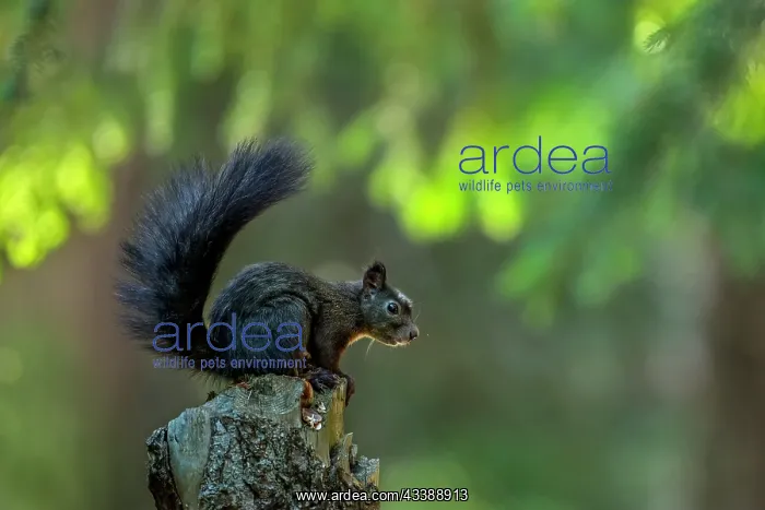 : Red Squirrel / Europian Red Squirrel (Sciurus vu : Red Squirrel / Europian Red Squirrel (Sciurus vu