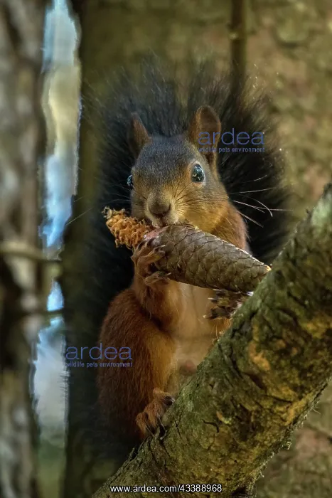: Red Squirrel / Europian Red Squirrel (Sciurus vu : Red Squirrel / Europian Red Squirrel (Sciurus vu