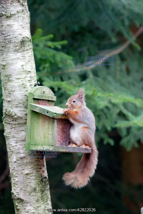 : Red Squirrel - at feeder : Red Squirrel - at feeder