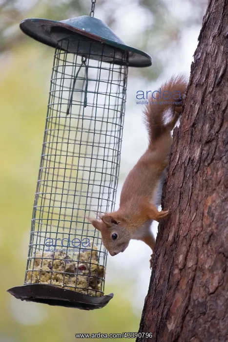 : Red Squirrel Feeder : Red Squirrel Feeder