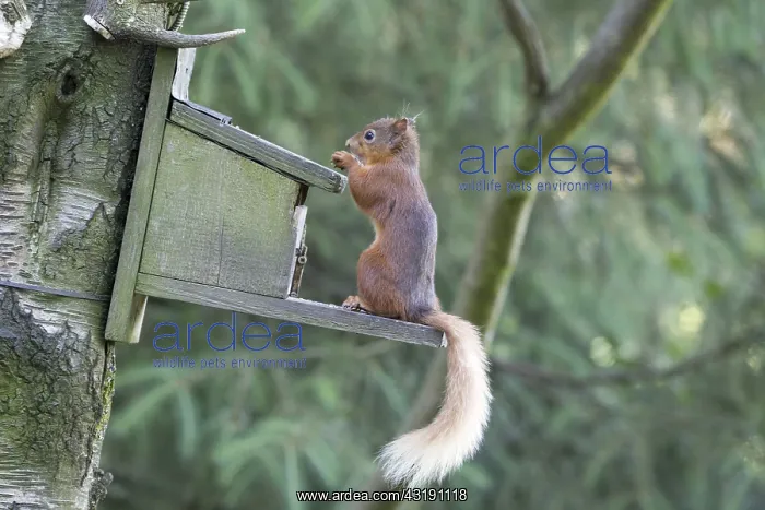 : Red squirrel on feeder, Sciurus vulgaris, Eskrigg : Red squirrel on feeder, Sciurus vulgaris, Eskrigg