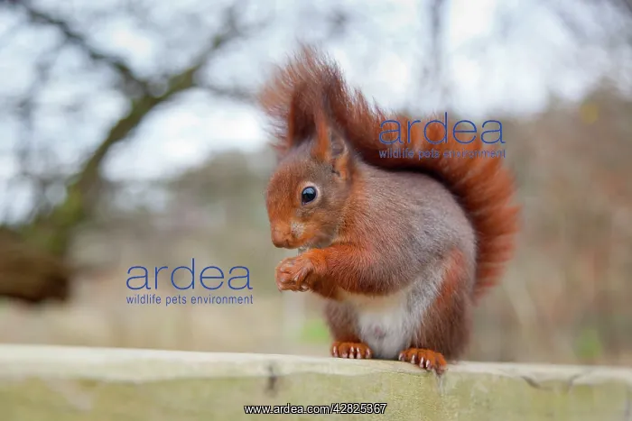 : Red Squirrel - feeding : Red Squirrel - feeding