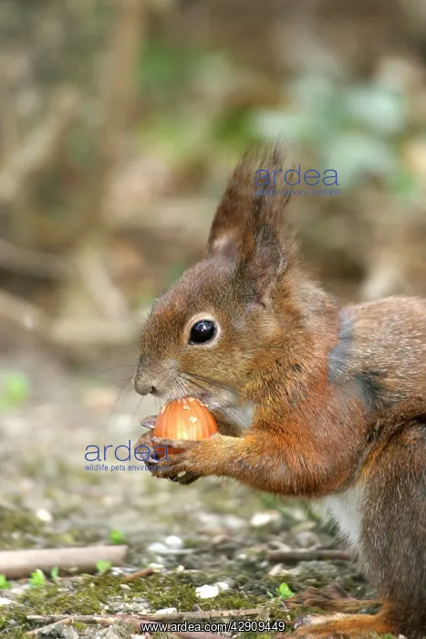 : Red squirrel - feeding : Red squirrel - feeding