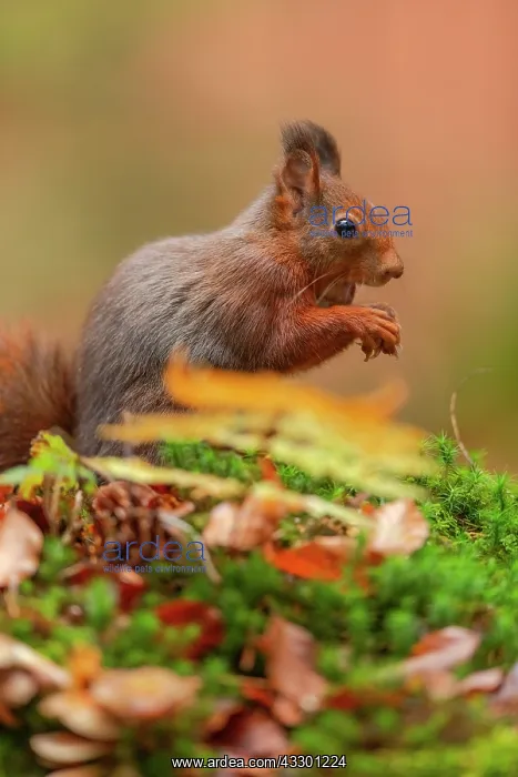 : Red squirrel - feeding adult red squirrel sitting on a moss- : Red squirrel - feeding adult red squirrel sitting on a moss-