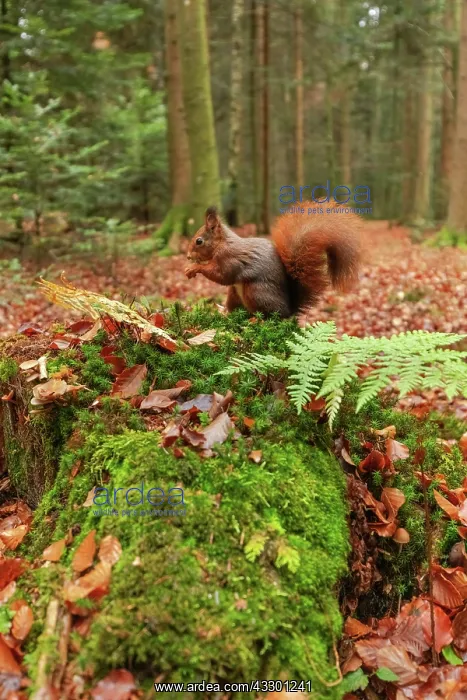 : Red squirrel - feeding adult red squirrel sitting on a moss- : Red squirrel - feeding adult red squirrel sitting on a moss-