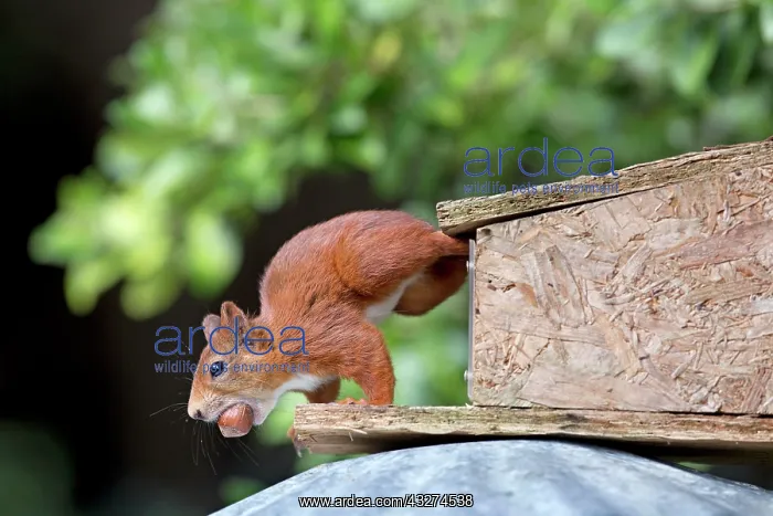 : Red Squirrel - at feeding box : Red Squirrel - at feeding box