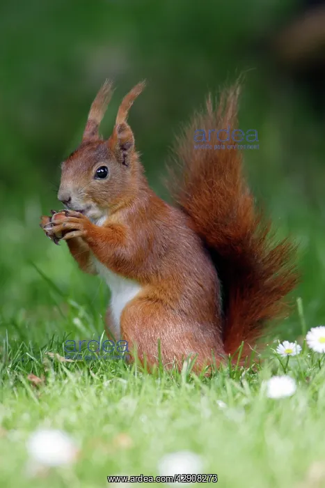 : Red Squirrel - Feeding on hazel nuts in garden : Red Squirrel - Feeding on hazel nuts in garden