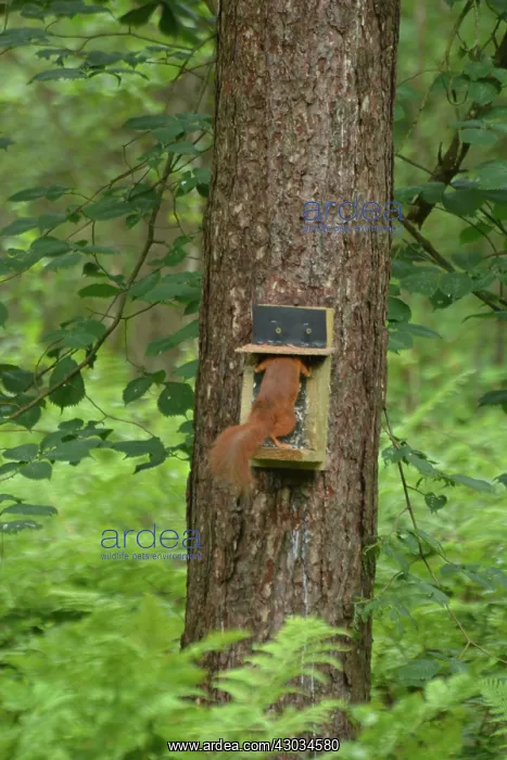 : Red Squirrel at feeding station, Newborough Warren : Red Squirrel at feeding station, Newborough Warren