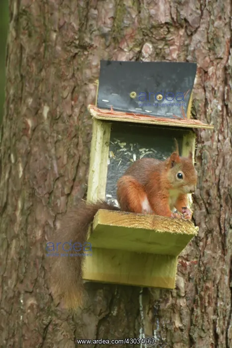  : Red Squirrel at feeding station, Newborough Warren