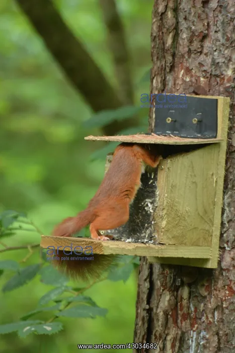  : Red Squirrel at feeding station, Newborough Warren