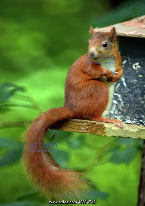: Red Squirrel at feeding station, Newborough Warren : Red Squirrel at feeding station, Newborough Warren