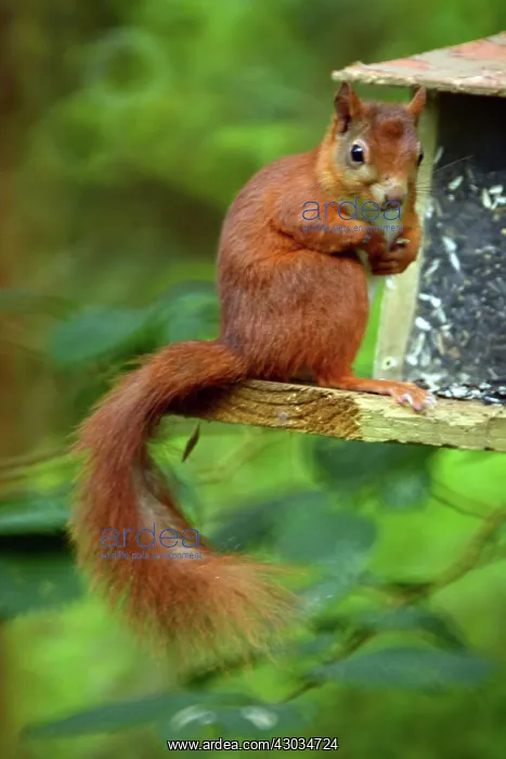 : Red Squirrel at feeding station, Newborough Warren : Red Squirrel at feeding station, Newborough Warren