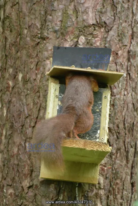  : Red Squirrel at feeding station, Newborough Warren