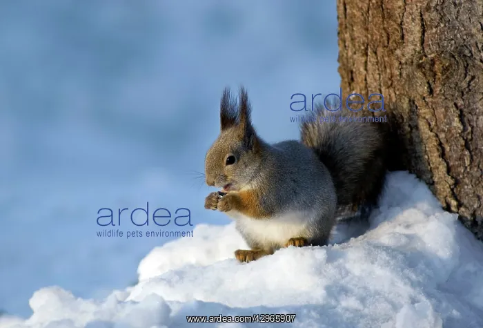 : Red Squirrel - feeds actively on sunflower seeds : Red Squirrel - feeds actively on sunflower seeds