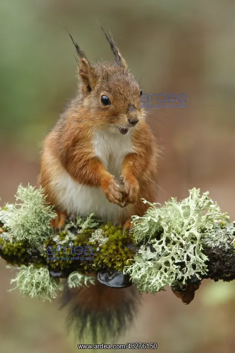 : Red Squirrel - on forest - Asturias, Spain : Red Squirrel - on forest - Asturias, Spain