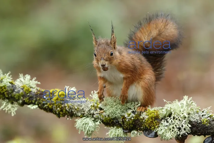 : Red Squirrel - on forest - Asturias, Spain : Red Squirrel - on forest - Asturias, Spain