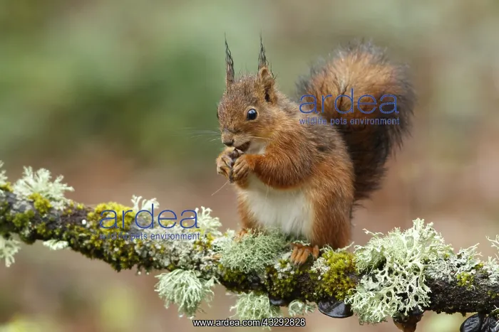 : Red Squirrel - on forest - Asturias, Spain : Red Squirrel - on forest - Asturias, Spain