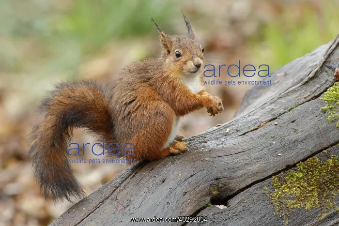 : Red Squirrel - on forest - Asturias, Spain : Red Squirrel - on forest - Asturias, Spain