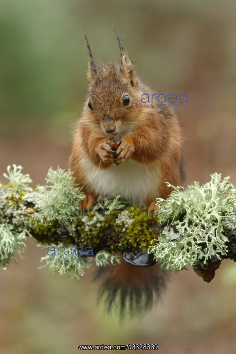: Red Squirrel - on forest - Asturias, Spain : Red Squirrel - on forest - Asturias, Spain