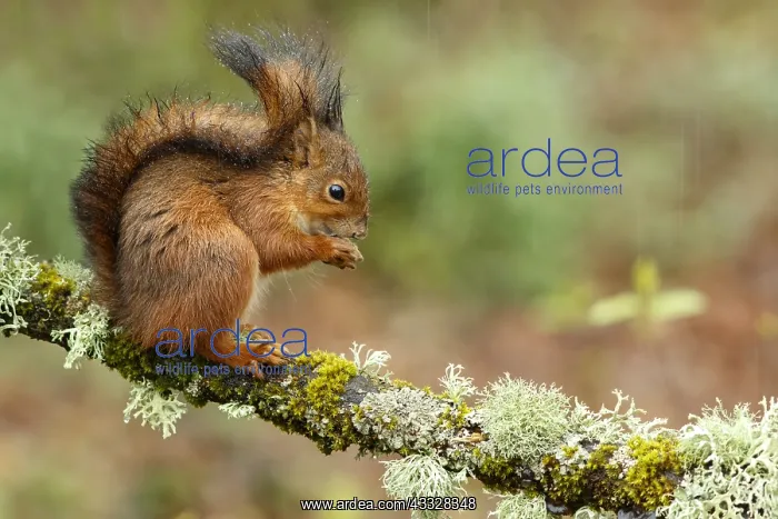 : Red Squirrel - on forest - Asturias, Spain : Red Squirrel - on forest - Asturias, Spain