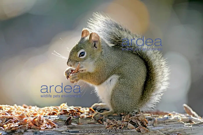 : Red Squirrel on forest ground, feeding on spruce cone : Red Squirrel on forest ground, feeding on spruce cone