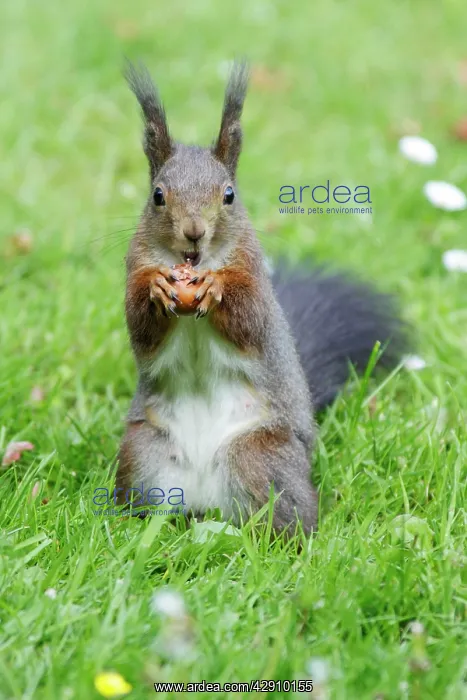 : Red Squirrel - on garden lawn eating hazel nut : Red Squirrel - on garden lawn eating hazel nut