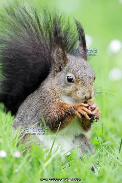 : Red Squirrel - on garden lawn eating hazel nut : Red Squirrel - on garden lawn eating hazel nut