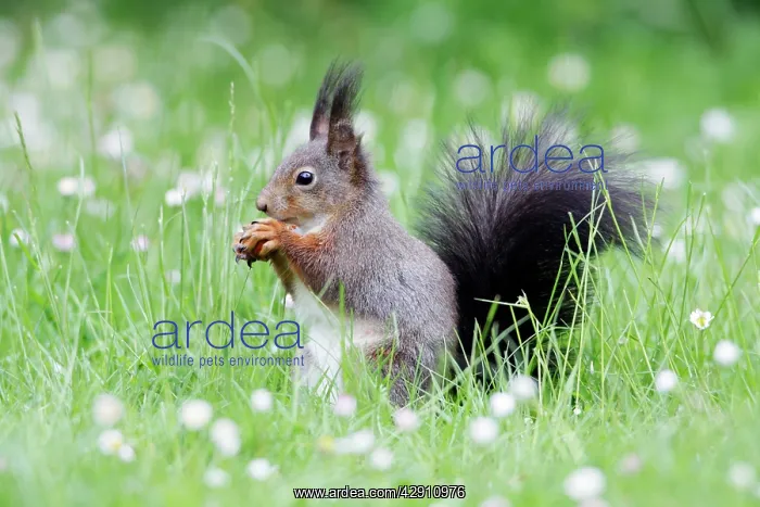 : Red Squirrel - on garden lawn eating hazel nut : Red Squirrel - on garden lawn eating hazel nut