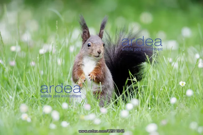 : Red Squirrel - on garden lawn eating hazel nut : Red Squirrel - on garden lawn eating hazel nut