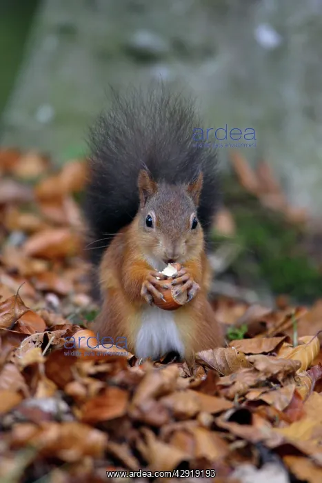 : Red Squirrel - with hazel nut in mouth : Red Squirrel - with hazel nut in mouth