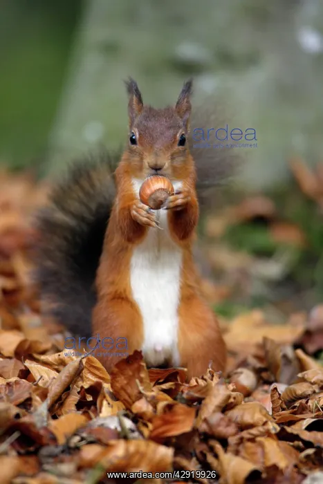  : Red Squirrel - with hazel nut in mouth, autumn