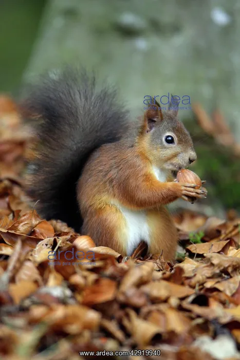 : Red Squirrel - with hazel nut in mouth, autumn : Red Squirrel - with hazel nut in mouth, autumn