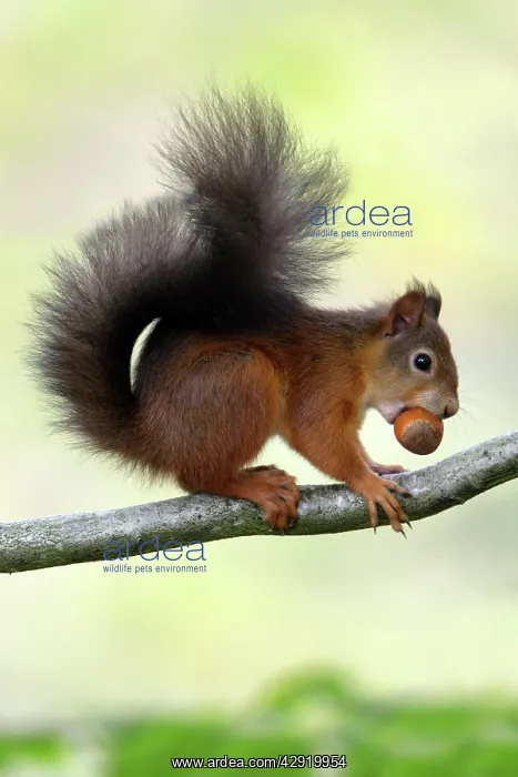 : Red Squirrel - with hazel nut in mouth on branch : Red Squirrel - with hazel nut in mouth on branch